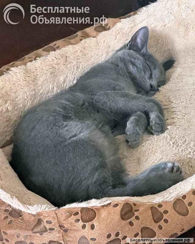 Три маленьких котенка девочки ищут своих хозяев