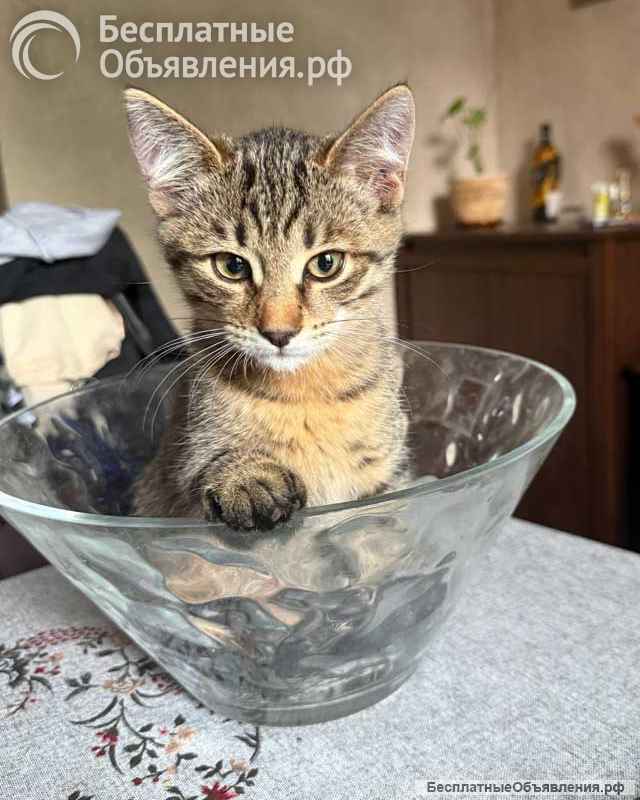 Три маленьких котенка девочки ищут своих хозяев