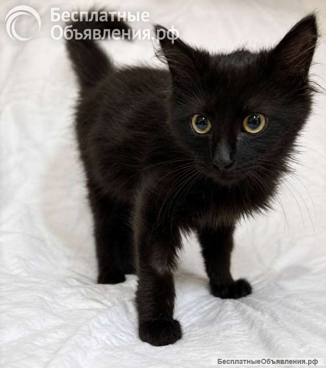 Котёнок Пиксель ищет дом