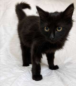 Котёнок Пиксель ищет дом