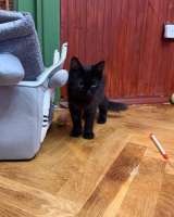 Котёнок Пиксель ищет дом