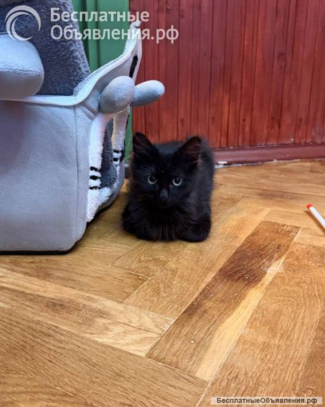 Котёнок Пиксель ищет дом
