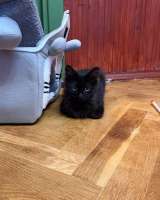 Котёнок Пиксель ищет дом