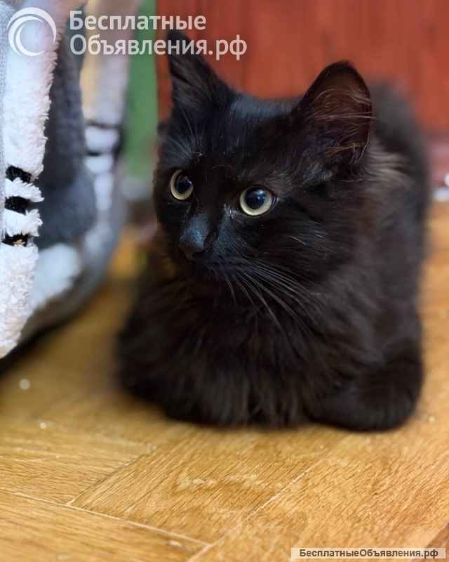 Котёнок Пиксель ищет дом
