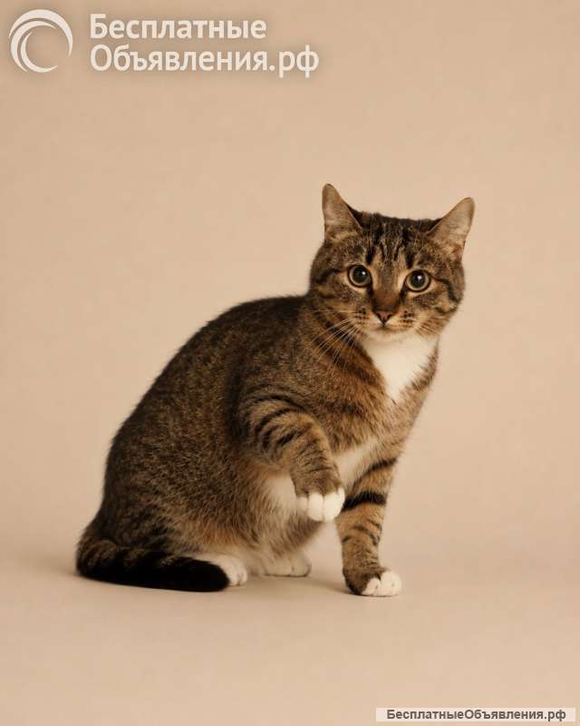 Котёнок Шаня ищет дом