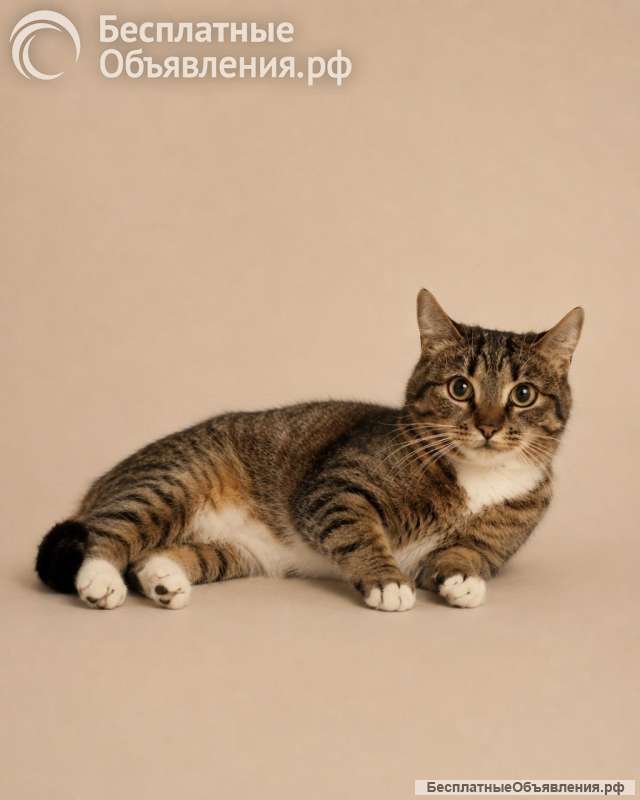 Котёнок Шаня ищет дом
