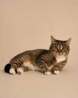 Котёнок Шаня ищет дом