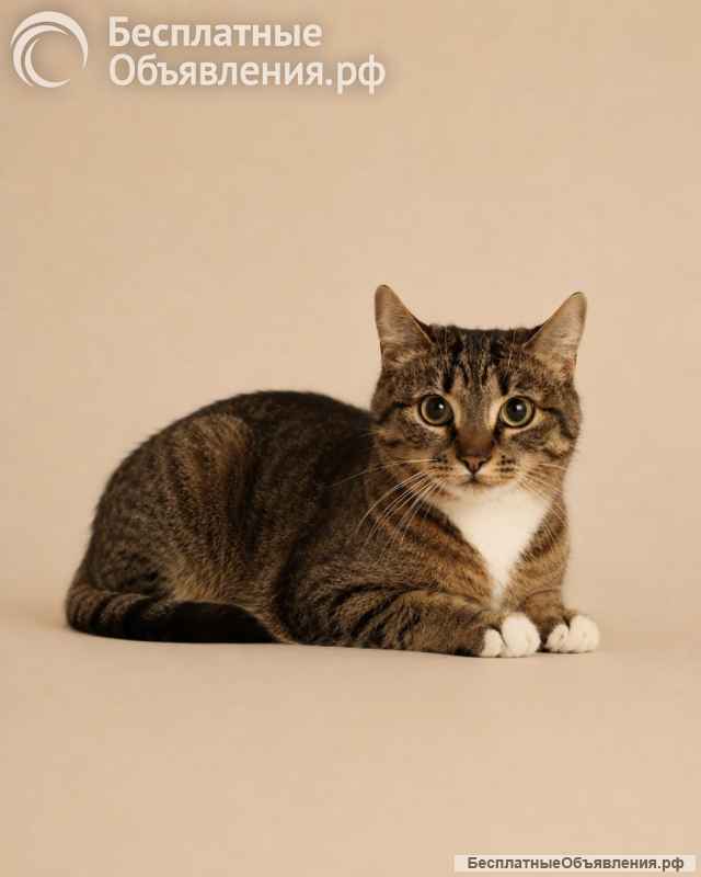 Котёнок Шаня ищет дом
