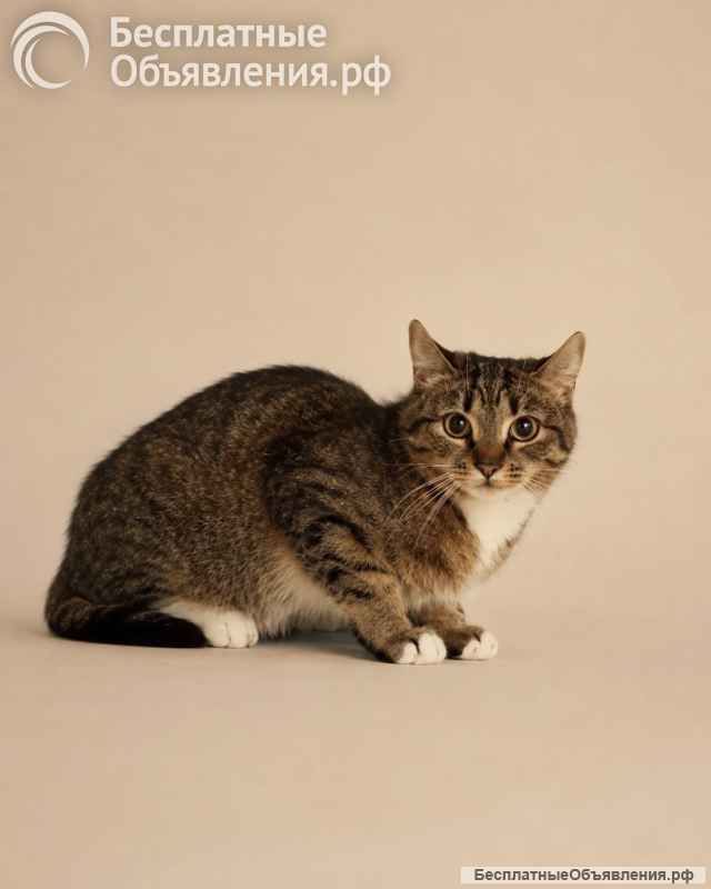 Котёнок Шаня ищет дом
