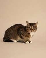 Котёнок Шаня ищет дом