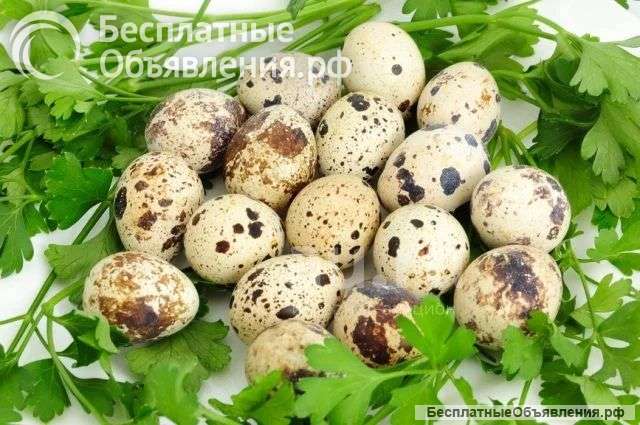 Польза без компромиссов ПЕРЕПЕЛИНЫЕ ЯЙЦА с собственной фермы