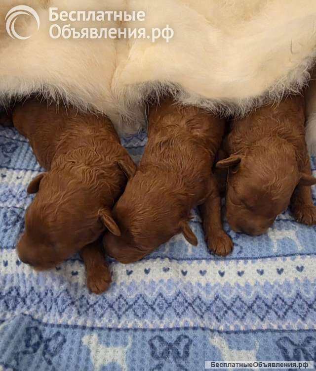Той-пудель красивые щенки