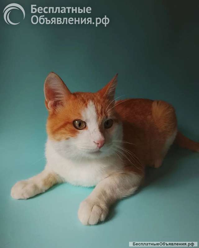 Бублик ищет дом