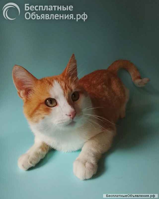 Бублик ищет дом