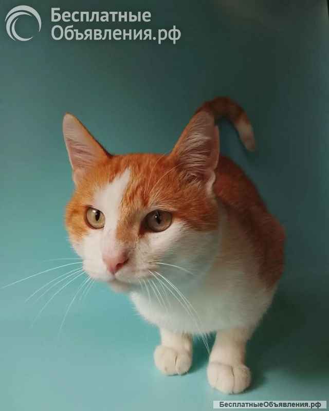 Бублик ищет дом