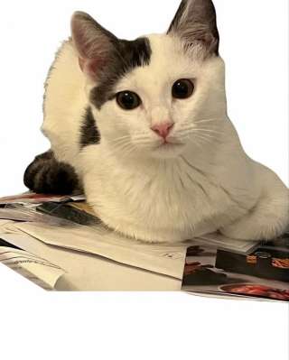 Котенок в добрые руки