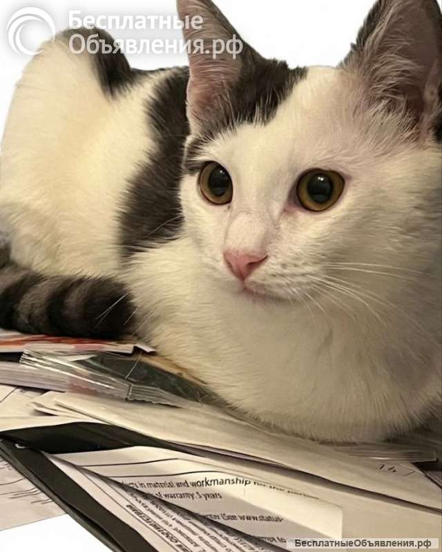 Котенок в добрые руки