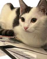 Котенок в добрые руки