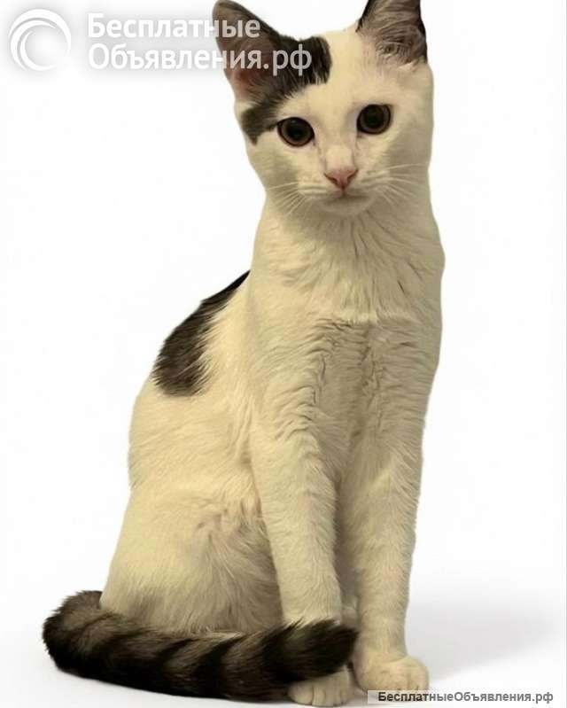 Котенок в добрые руки