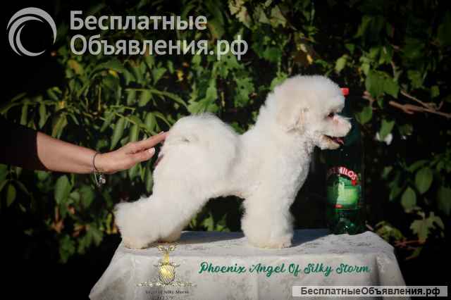 Бишон фризе красивые щенки