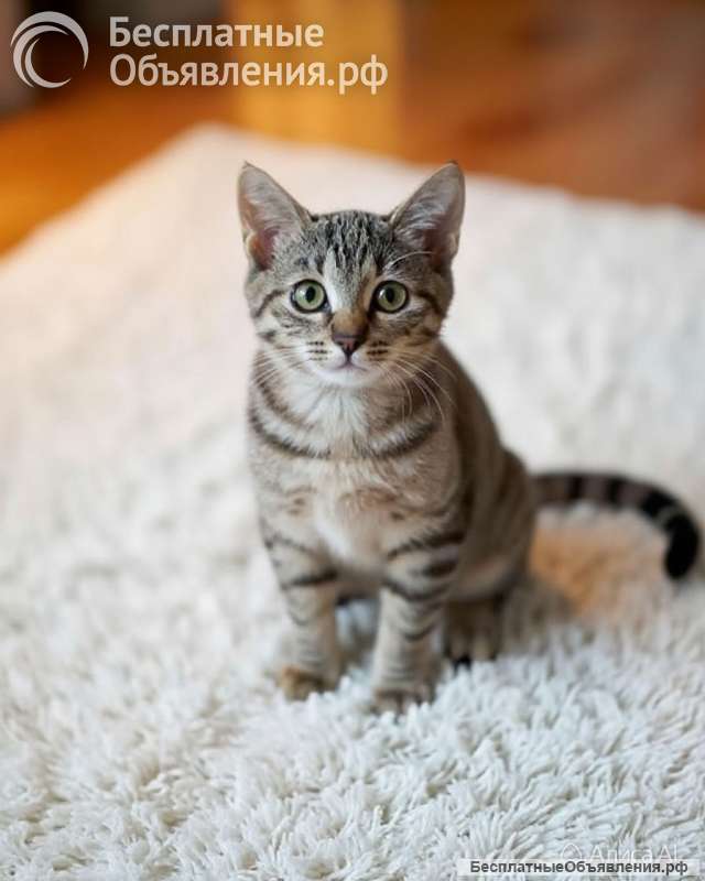 Милая девочка Котенок Оливка ищет дом