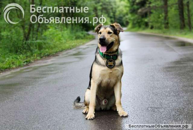 Патрик ждет хозяина