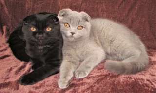 Кот и кошка, кастрированы, по цене кастрации