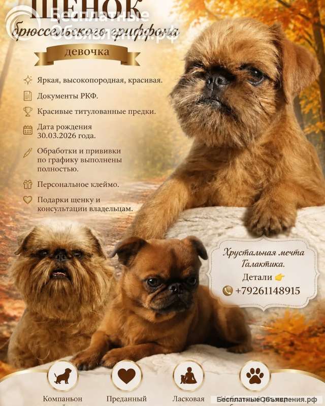 Эффектная гриффоночка. РКФ. Август 2026