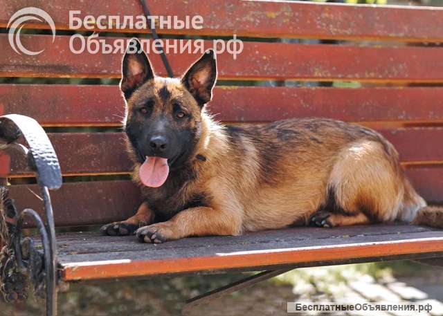 Билли, пёс, который победил смерть