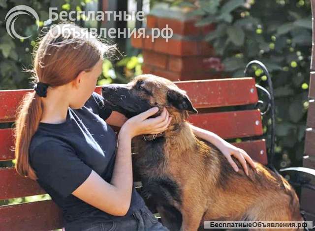 Билли, пёс, который победил смерть