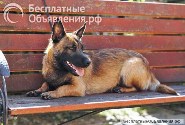 Билли, пёс, который победил смерть