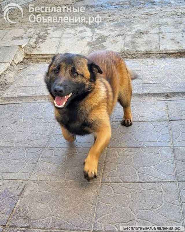 Билли, пёс, который победил смерть