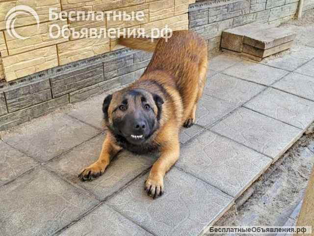 Билли, пёс, который победил смерть