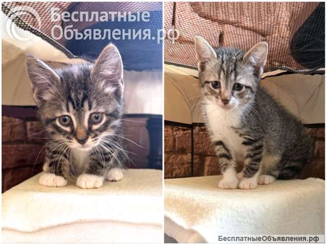 Два маленьких сердечка ищут добрые руки