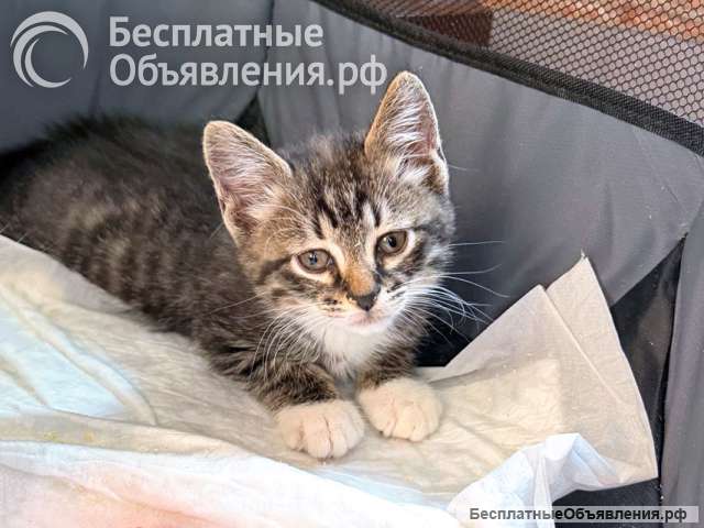 Два маленьких сердечка ищут добрые руки