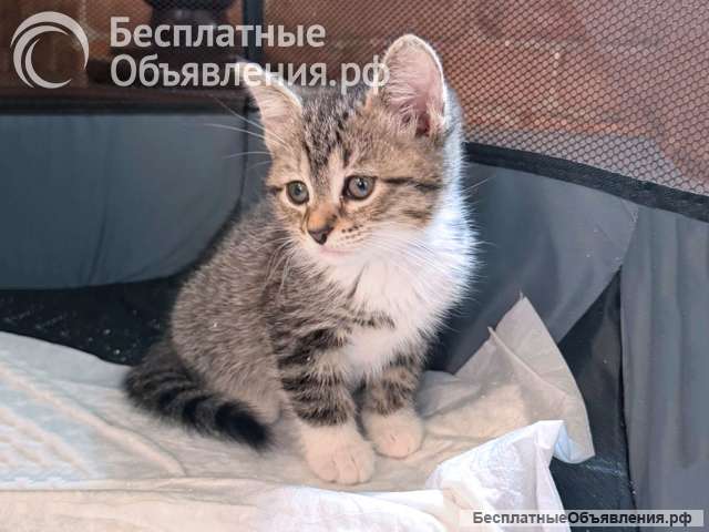 Два маленьких сердечка ищут добрые руки