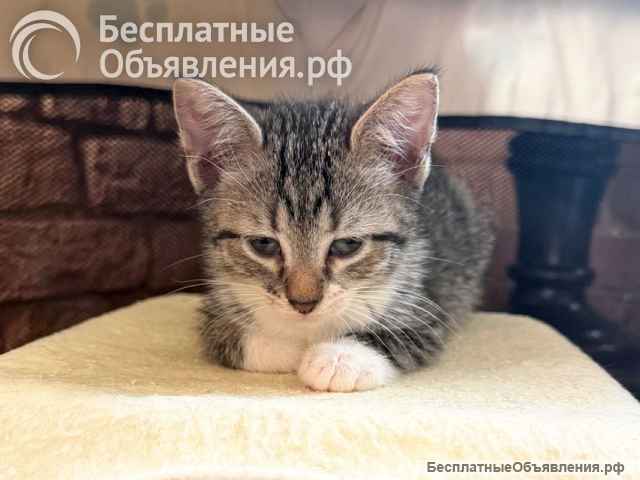 Два маленьких сердечка ищут добрые руки