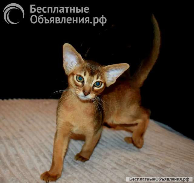 Абиссинские котята