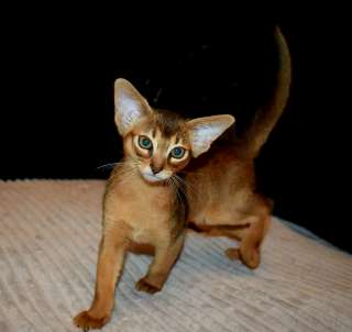 Абиссинские котята