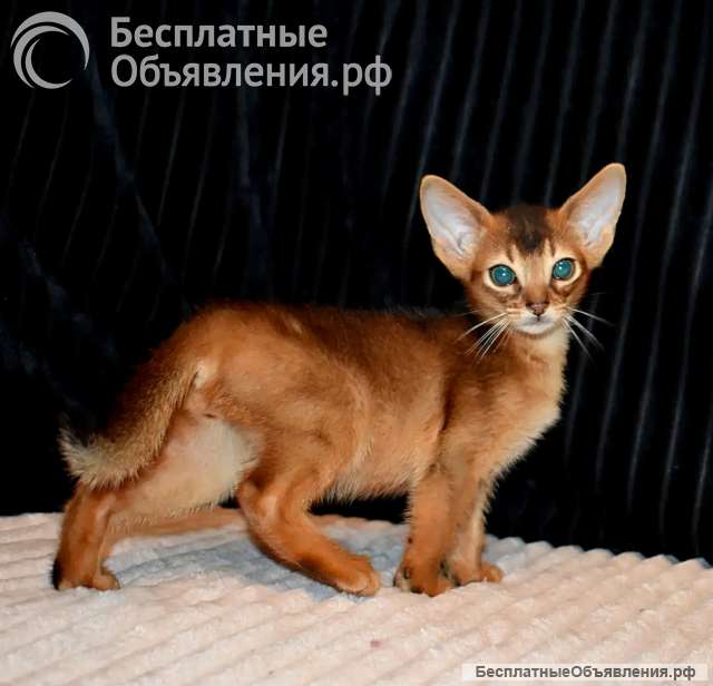 Абиссинские котята