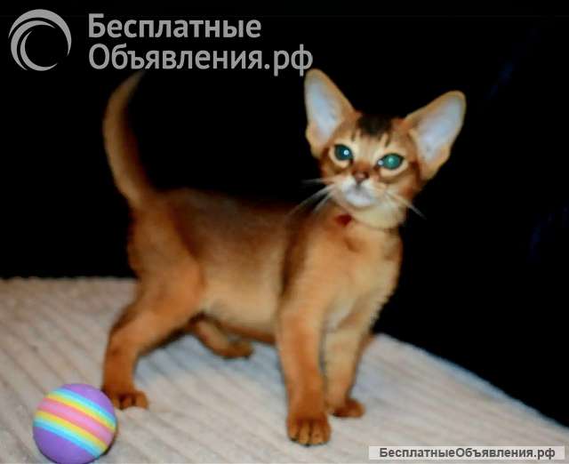 Абиссинские котята