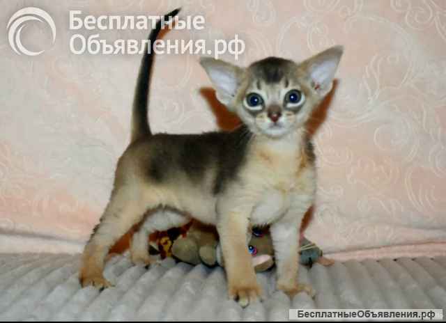 Абиссинские котята