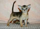 Абиссинские котята