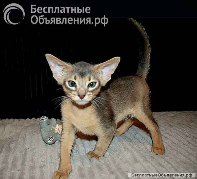 Абиссинские котята