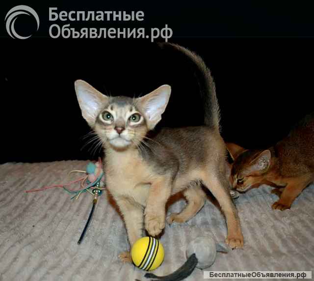 Абиссинские котята