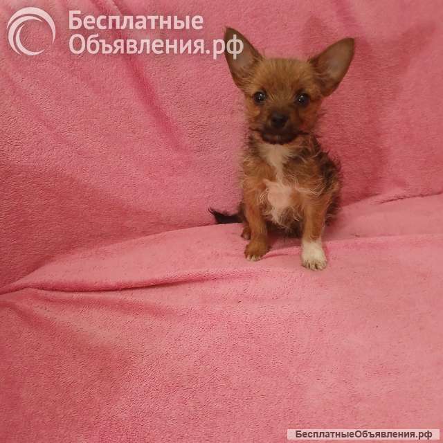 Чихуахуа рыжий мальчик для души
