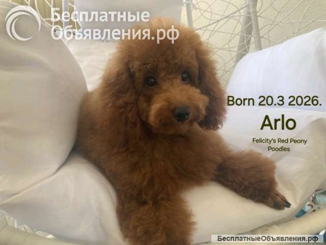 Красные пудели, красивые щенки