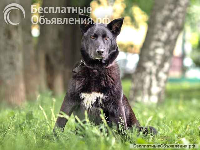 Домашний пес-подросток Тэо, метис лайки ищет дом