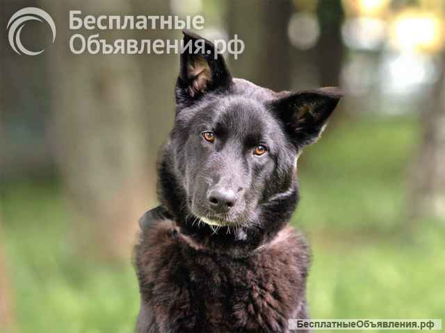 Домашний пес-подросток Тэо, метис лайки ищет дом