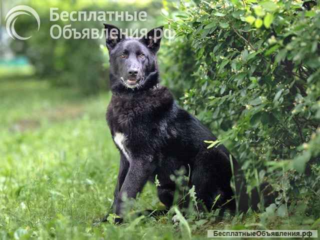 Домашний пес-подросток Тэо, метис лайки ищет дом